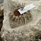 شموع يوم التأسيس