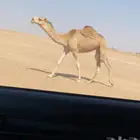 بكره حيسونيه