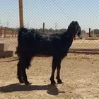 بيعت الله يربحه جذعه مضرع توم