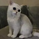 قط وقطه سكواتش ستريت