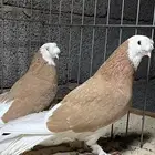 مطلوب حمام تركي طواقي