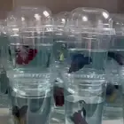 للبيع أسماك فايتر