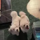 كلاب مالتيز للبيع