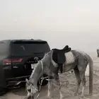 حصان عربي واهو