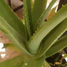 صبار