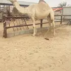 معشر