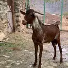 تيس جذع اوشح