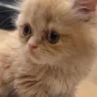 القطه للبيع تبني