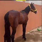 حصان جزيري شعبي
