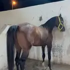 حصان فاخر