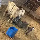 عنز متاوم تم البيع