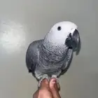 كاسكو اليف للبيع