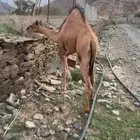 قعود لباني