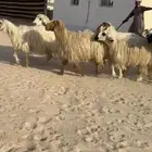 غنم عرب بيض