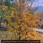 مطلوب مزرعه مساحه 20