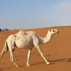 ضرايب للبيع