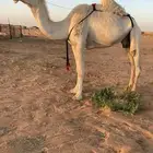 خفوت
