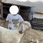 مشروع فحل عيسي معرف