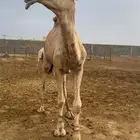 قعود لقي يدخل جذع بعد ستة اشهر