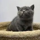 Adorable Scottish British Blue Shorthair Kitten Available