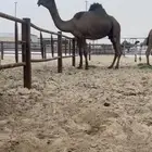 تم البيع
