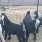 تيوس فل شحم وطيبه عمرها من 4 شهو وثلاث شهور