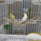 جوز كناري منتج