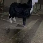 خروف نجدي طيب
