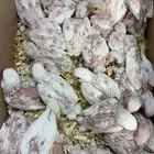 فروخ روز البينو ((تم البيع))