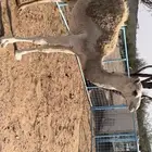 للبيع بكره