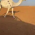 ضريبه