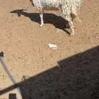 شاه