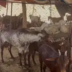 تيس اوشح صنف سديس من اصل وشح لا يتواصل الا صامل