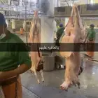 ذبايح حري نعيمي نجدي تيوس عوارض يوجد خدمه الذبح والتوصيل