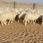 رخال حريات حرش صنف درجه اولى 144 راس ( تم البيع )