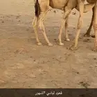 قعود لباني ابو 3 شهور