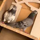 السوم 50 ميجي الا الصامل مطيار 12 ساعه وايذا مطار 12 ساعه ر