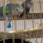 روز للبيع لون ازرق
