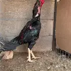 ديك شامو الماني