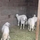 بهم كفو وسمان