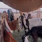 معز للبيع العدد10