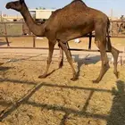 للبيع قصب