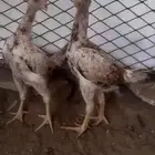 للبيع زوج فروخ شامو ياباني