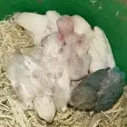 فروخ ألبينو