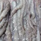 أخطبوط طازج لطلب