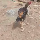 للبيع ديك شامو ياباني العمر من 10 شهور الا 12 شهر