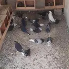 حمام قطايف للبيع
