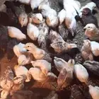 صوص بلدي للبيع