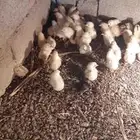 صوص دجاج بلدي