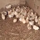 صوص بلدي للبيع